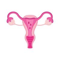 baarmoeder vrouwelijk orgaan vector