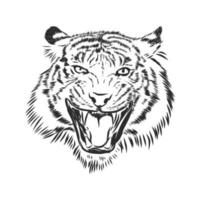 tijger vector schetsen