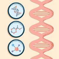 dna structuur biologie vector