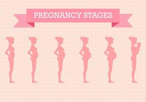 Gratis Zwangerschapsfase Vector