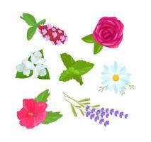 botanisch reeks van planten. kamille, roos, munt, hibiscus, tijm, lavendel, jasmijn vector