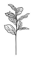 bloem hand- getrokken vlak illustratie. botanisch ontwerp elementen. vector schetsen klem kunst.