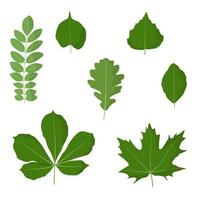reeks van groen bladeren. vector illustratie, geïsoleerd Aan wit, voor natuur, eco en zomer ontwerp