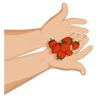 Mens houdt rijp sappig aardbeien in zijn handpalmen. zomer fruit en vitamines. zoet traktatie voor kinderen. tekenfilm vector Aan wit achtergrond