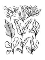 exotische tropische bladeren collectie. tropische bladeren instellen. exotische planten. tropische bladeren en bloemen. palmblad, jungle bomen. jungle exotisch blad. botanische, bloemenillustratie. geïsoleerde vector. vector