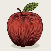 illustratie rood wijnoogst appel fruit met gravure stijl Aan wit achtergrond vector