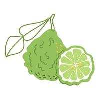 citrus fabriek bergamot met een blad en een plak vector