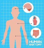menselijk organen en lichaam vector