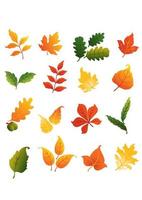 kleurrijk herfst- bladeren reeks vector
