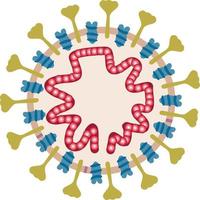coronavirus uiterlijk en intern structuur. coronavirus cel. pathogeen ademhalings coronavirus, sars pandemisch risico alarm vector