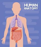 menselijk anatomie belettering vector