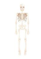skelet lichaam voorkant vector