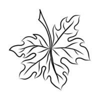 zwart vector illustratie van een esdoorn- blad geïsoleerd Aan een wit achtergrond