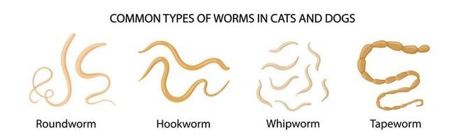 gemeenschappelijk types van wormen in katten en honden. medisch illustratie vector