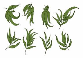 Eucalyptus icon set vector