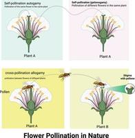 bloem bestuiving in natuur vector