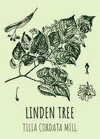 vector tekeningen linde boom. hand- getrokken illustratie. Latijns naam tilia cordata molen.