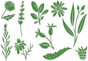 Gratis Geneeskrachtige Plantenvectoren vector