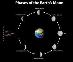 diagram met fasen van de maan van de aarde vector
