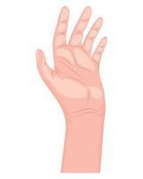 hand- menselijk palm vector