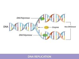 dna replicatie. onderwijs info grafisch vector