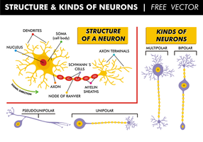 Structuur & Soorten Neuronen Gratis Vector