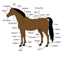 vector info grafisch van baai paard een deel