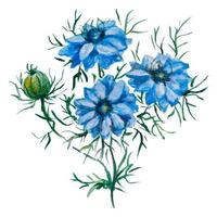 waterverf nigella bloem. vector