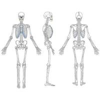 menselijk skelet tekening set vector