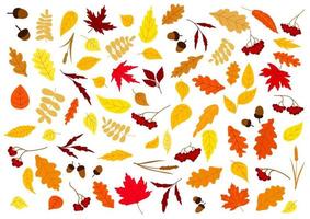 herfst bladeren, kruiden, bessen en eikels vector