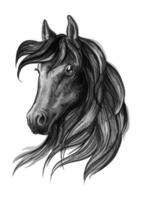 paard hoofd waterverf schetsen portret vector