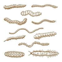 rupsen, regenwormen, naaktslak en duizendpoten vector