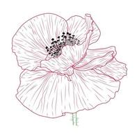 Californië papaver bloemen getrokken en schetsen met lijn kunst Aan wit achtergronden. vector