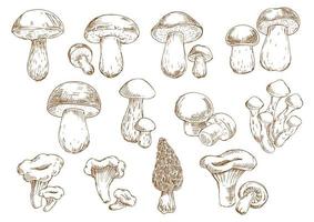 eetbaar champignons schetsen tekening pictogrammen vector