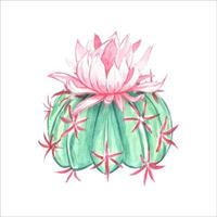 waterverf bloeiend cactus , geïsoleerd vector