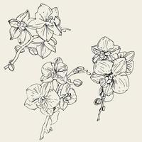 vector bloem van orchidee. inkt illustratie geïsoleerd.