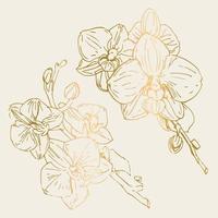 vector bloem van orchidee. inkt illustratie geïsoleerd.