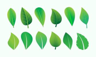 natuur groen bladeren vector
