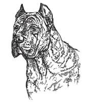 hond riet corsa hoofd in profil vector hand- tekening illustratie