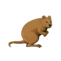 quokka kant waterverf vector