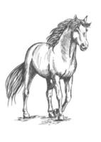 wit paard staand met opgeheven hoef vector