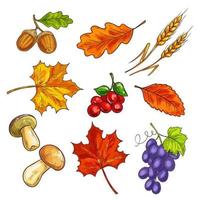 bessen met herfst bladeren en paddestoel vector