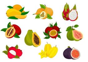 exotisch tropisch fruit geïsoleerd icoon reeks vector