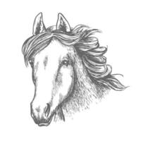 paard hoofd schetsen van Arabisch merrie vector