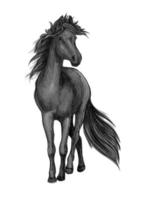 wandelen zwart paard schetsen portret vector