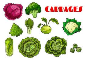 groente kool geïsoleerd vector pictogrammen
