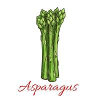 asperges groente fabriek icoon vector