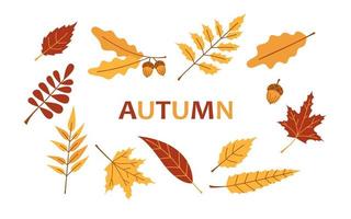 vector herfst reeks met rood en geel bladeren. eik Afdeling en eikel, esdoorn- en lijsterbes bladeren. vallen verzameling. oktober bomen.