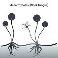 mucormyceten zwart schimmel ziekmakend gist spanning vector illustratie