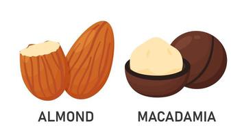 amandel- en macadamia-zaden vector
